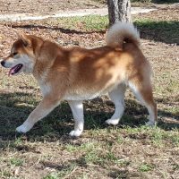 Okuma-shiba-inu-du-le-domaine-des-trois-crocs (3)