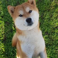 Okuma-shiba-inu-du-le-domaine-des-trois-crocs (6)