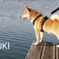 Suki-shiba-inu-du-le-domaine-des-trois-crocs